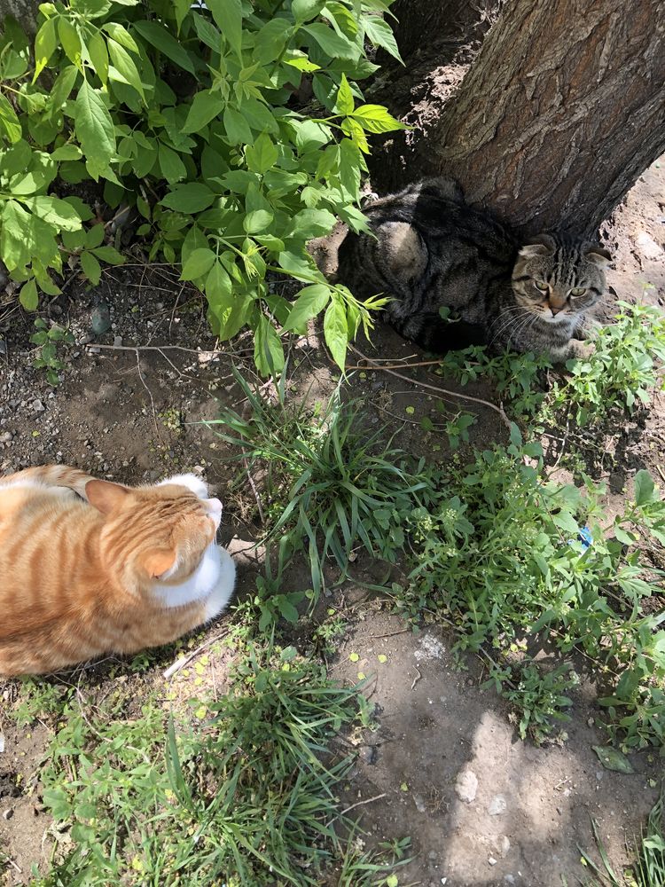 Ласковый котик ищет дом!