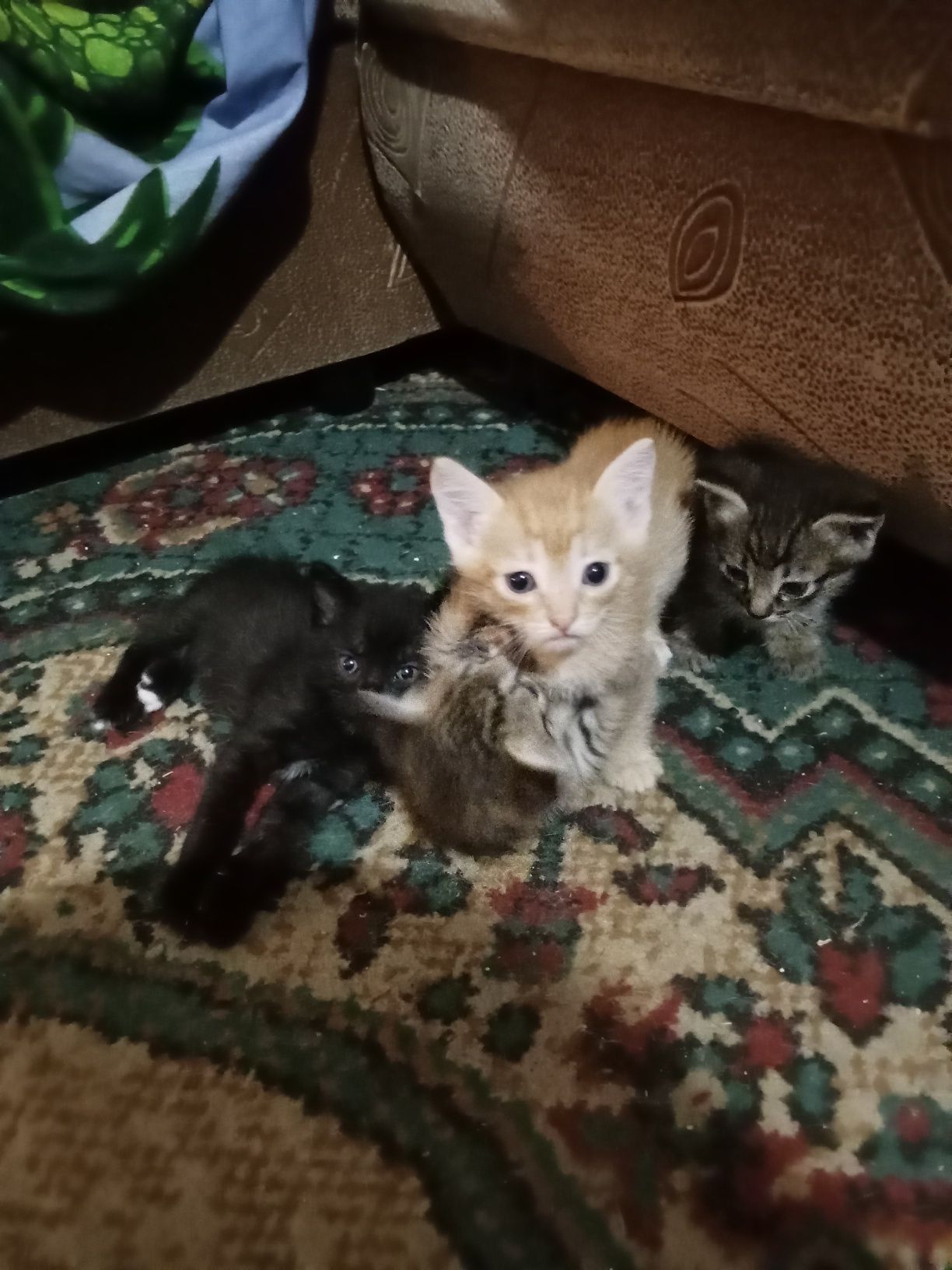 Отдам котят в хорошие руки