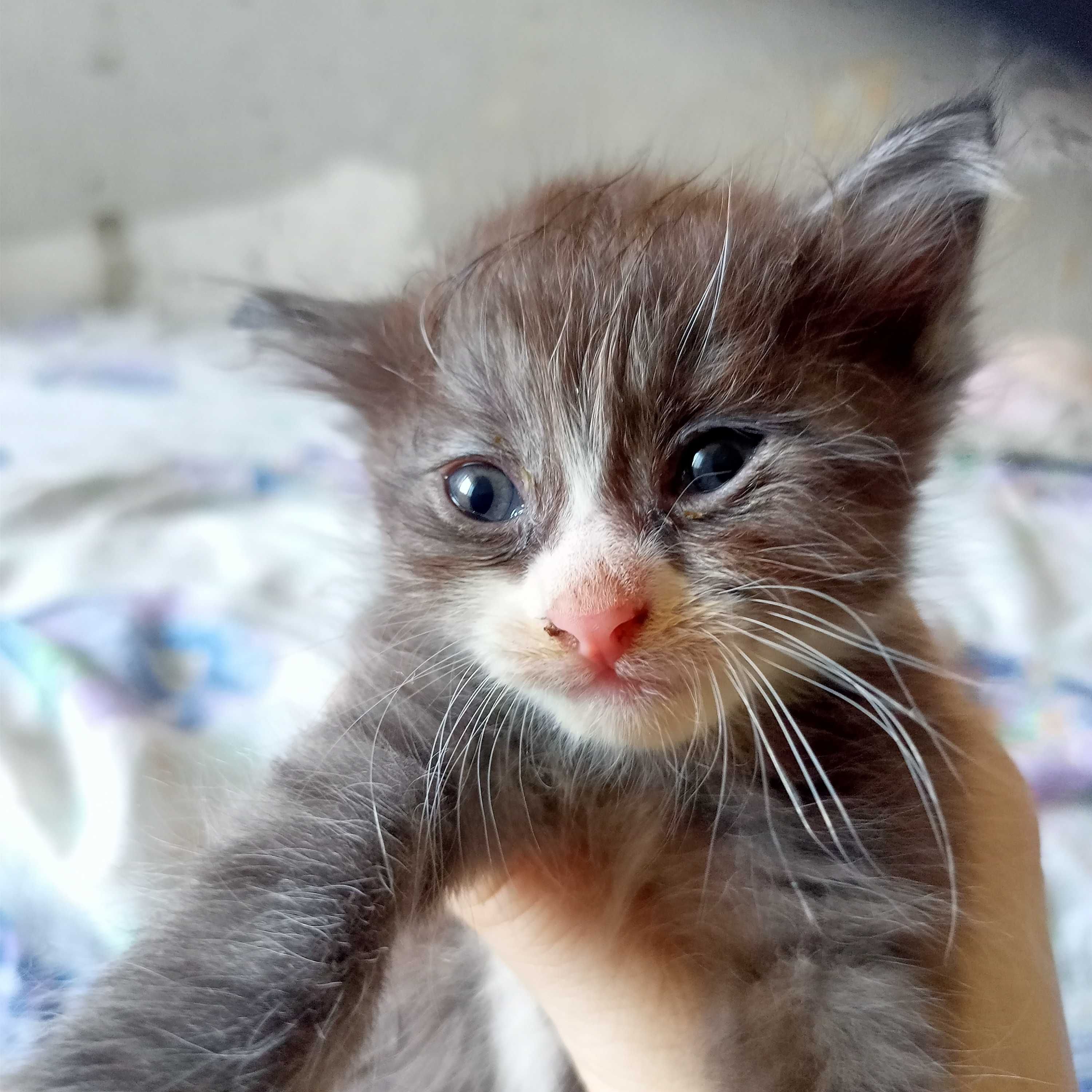 Отдам котят бесплатно