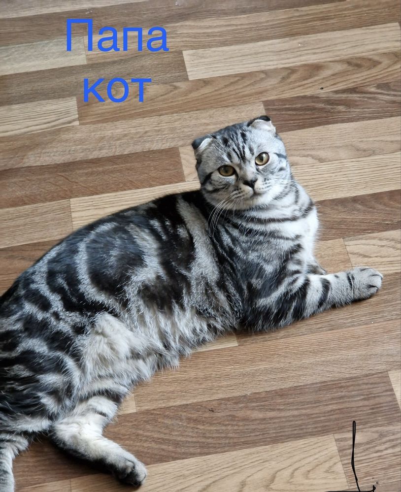 Бронь Шотландских котят