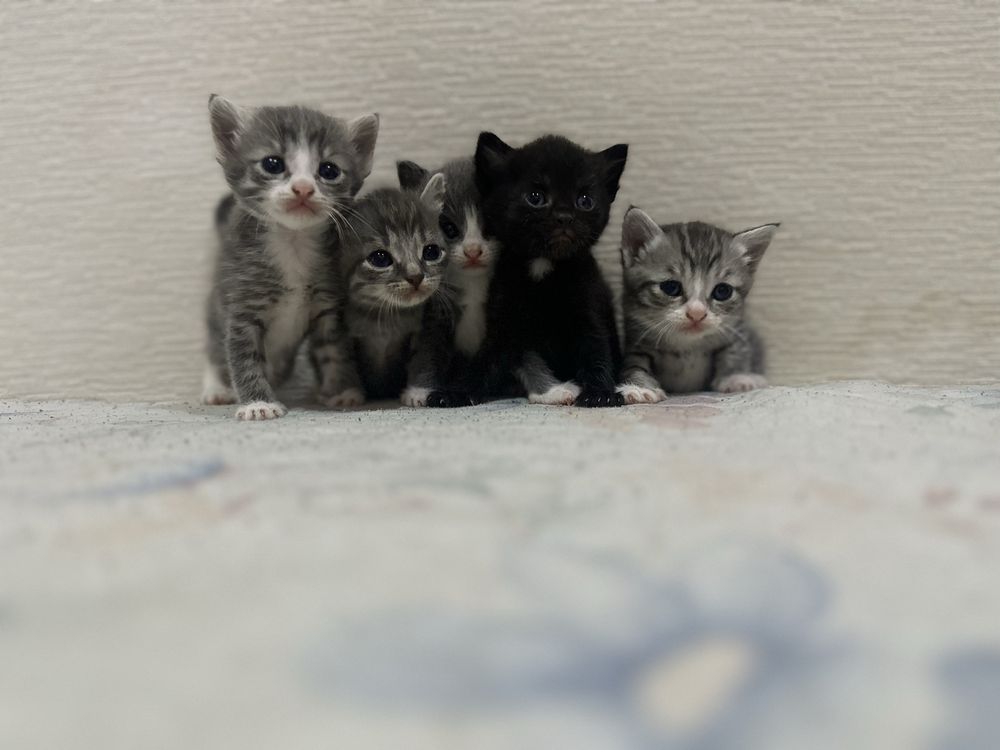 Продам котят Скоттиш Страйт