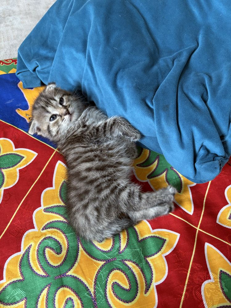 Продаю породистых котят, смесь Вислоухой и Мейн куна