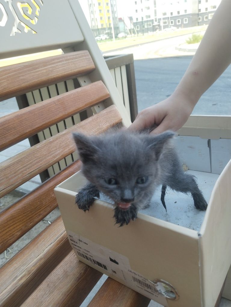 Котенок, бесплатно