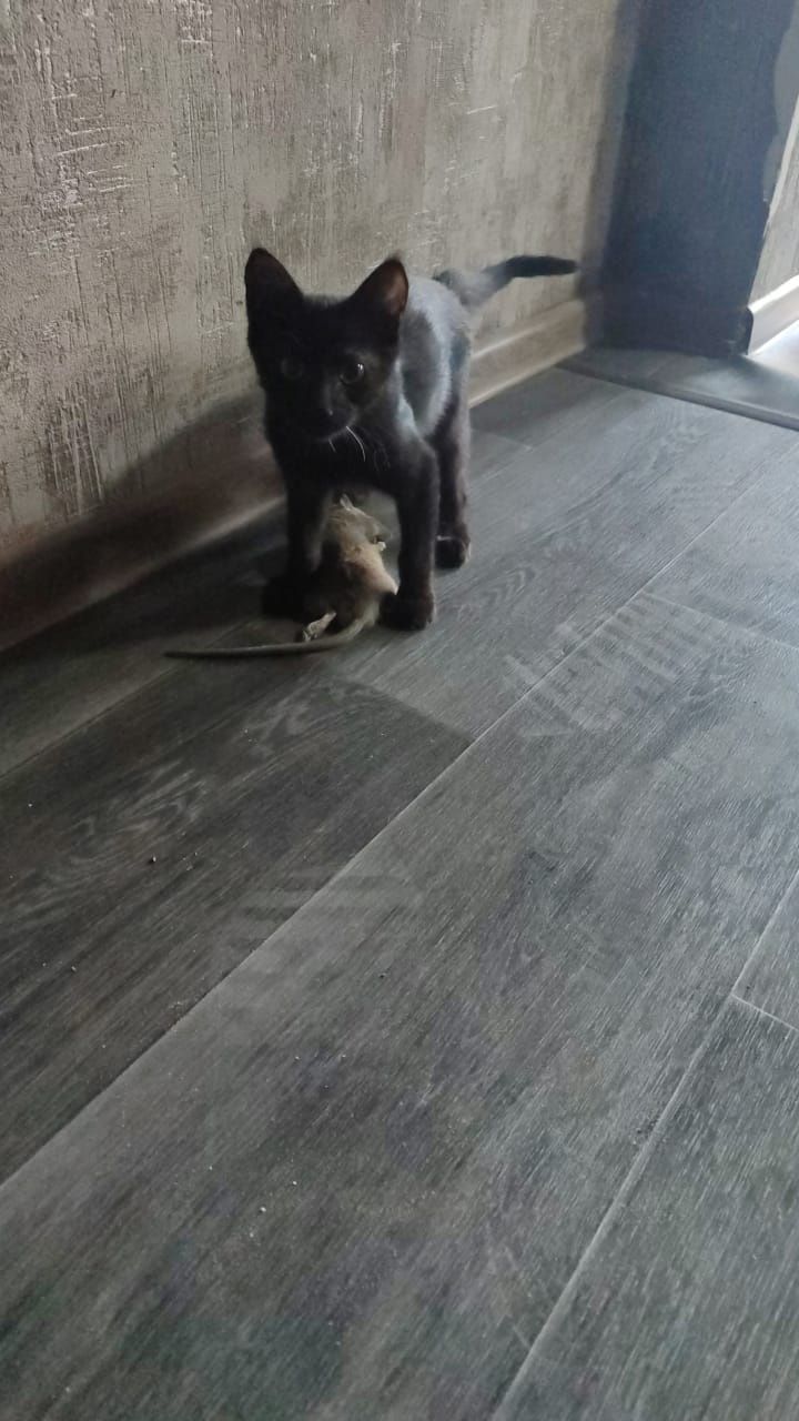 Котята крысоловы