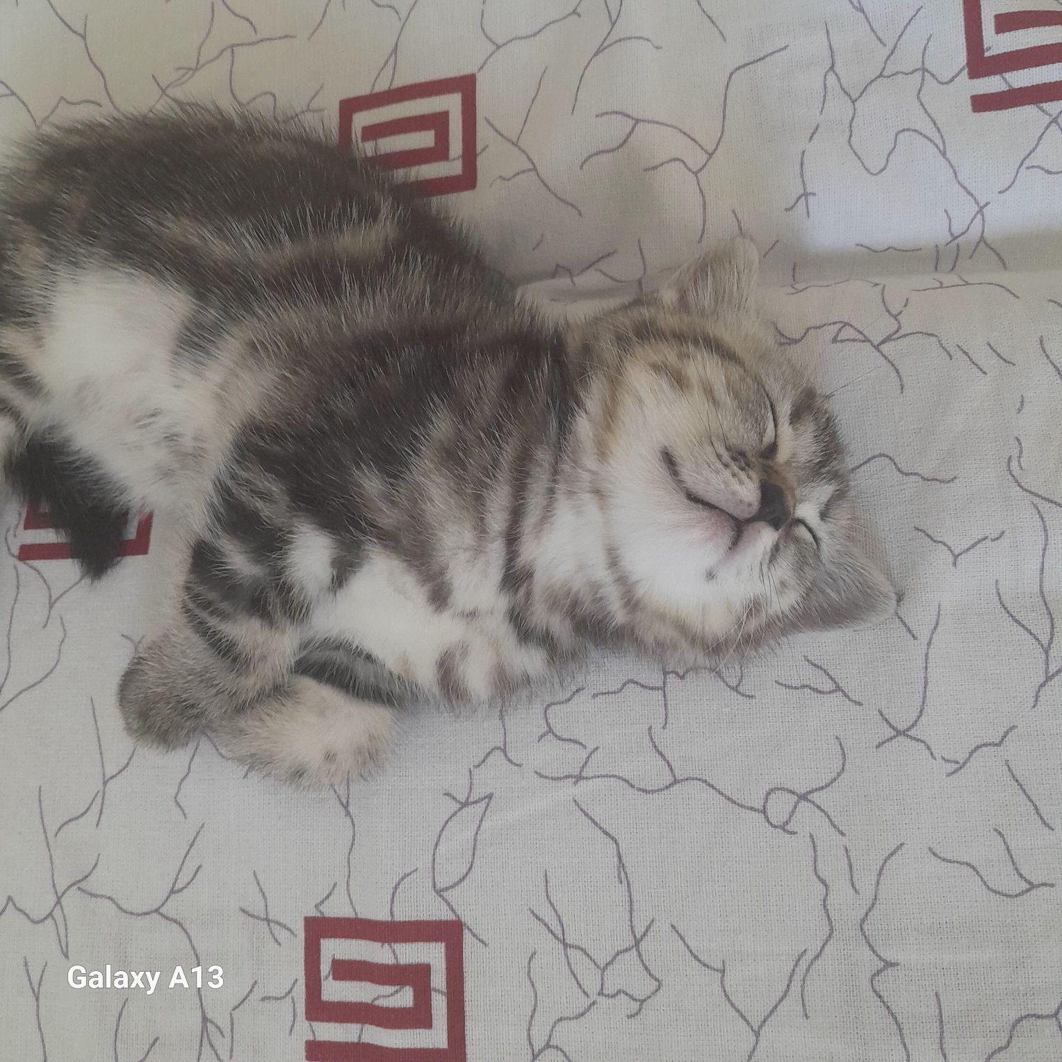 Продам породистых котят 1,5 месяца