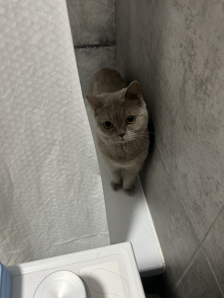 Кот-шотландец, год