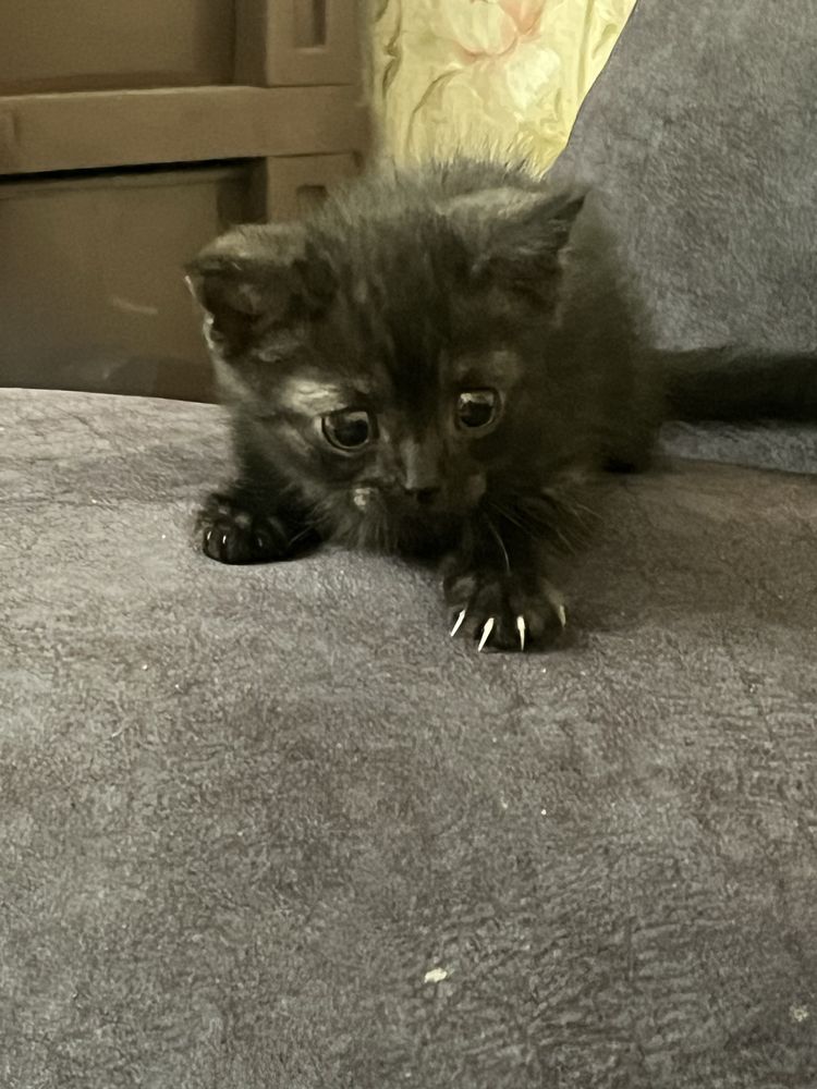 котенок 1.5 месяца ,черная девочка, бесплатно