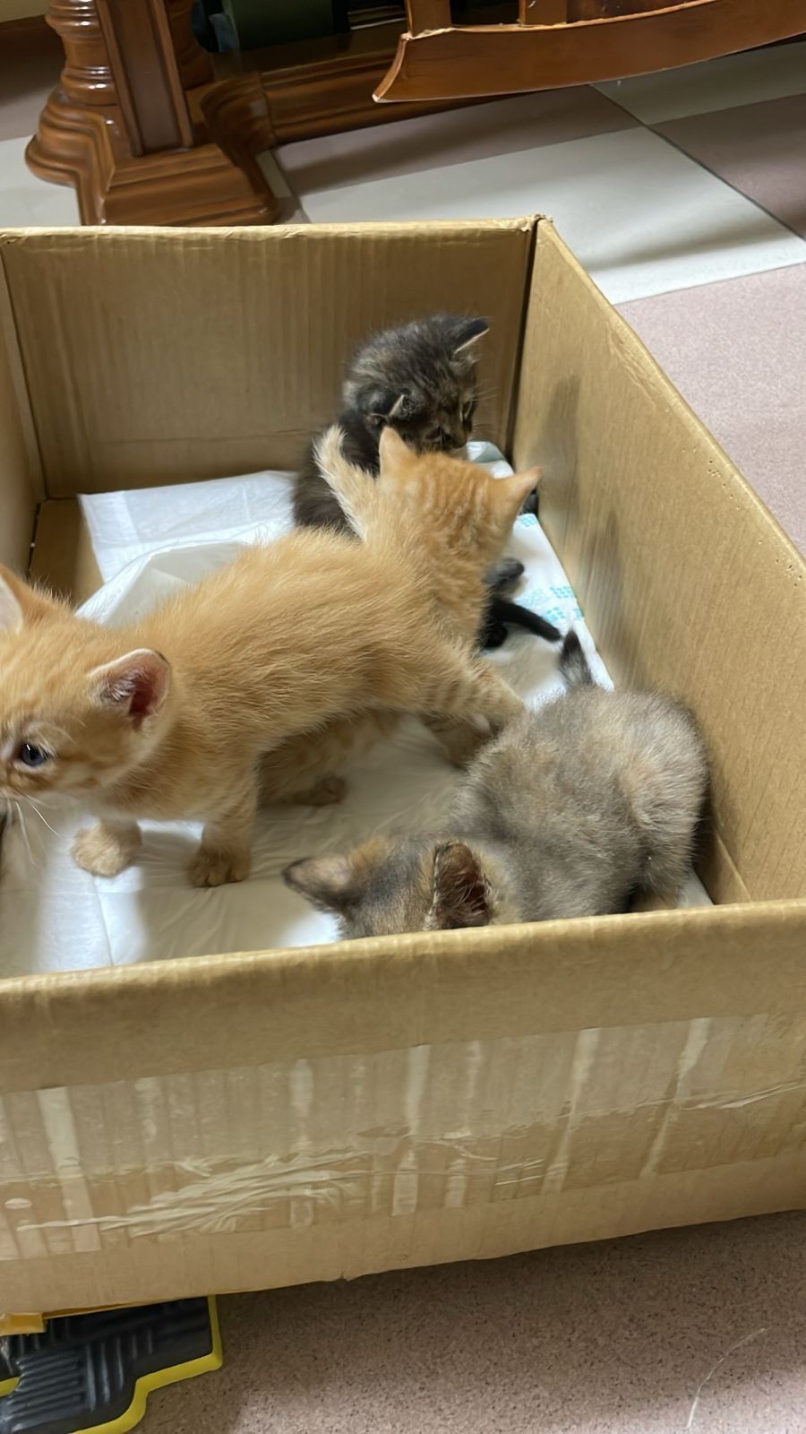 Отдаём котят в добрые ответственные руки