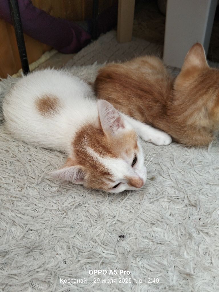 Отдам котят в добрые руки
