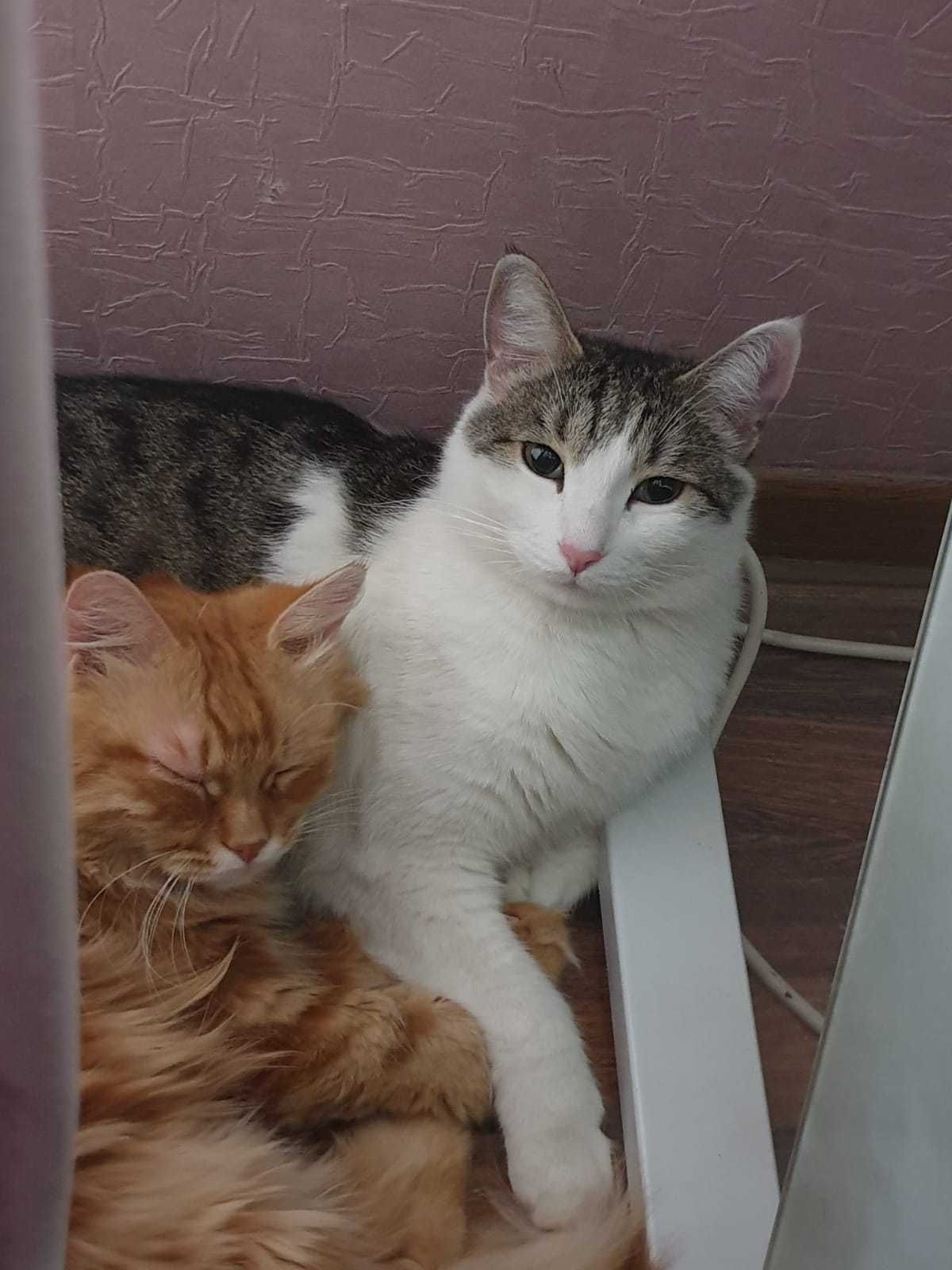 Отдам кота в хорошие руки