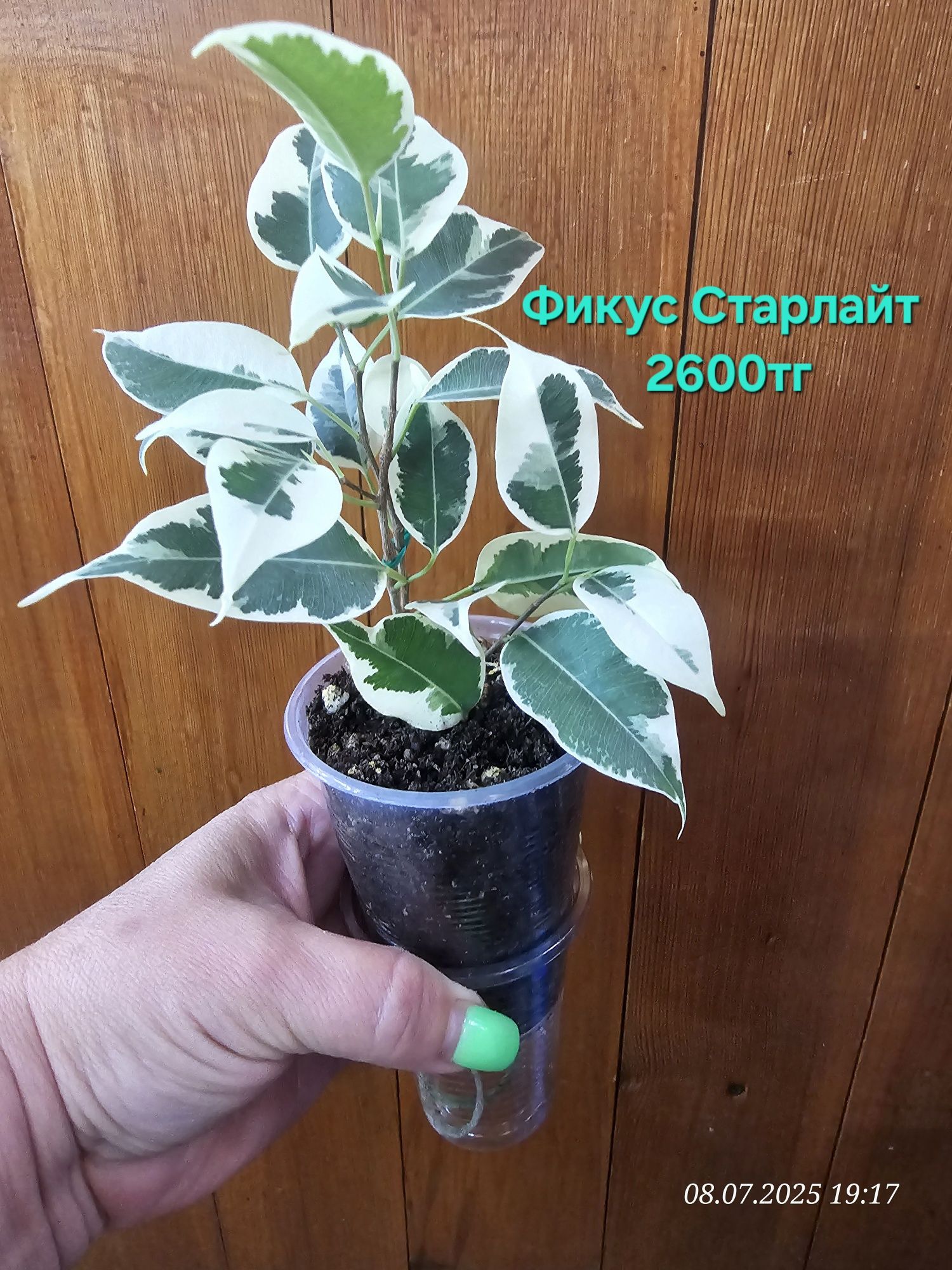 Продам комнатные цветы.