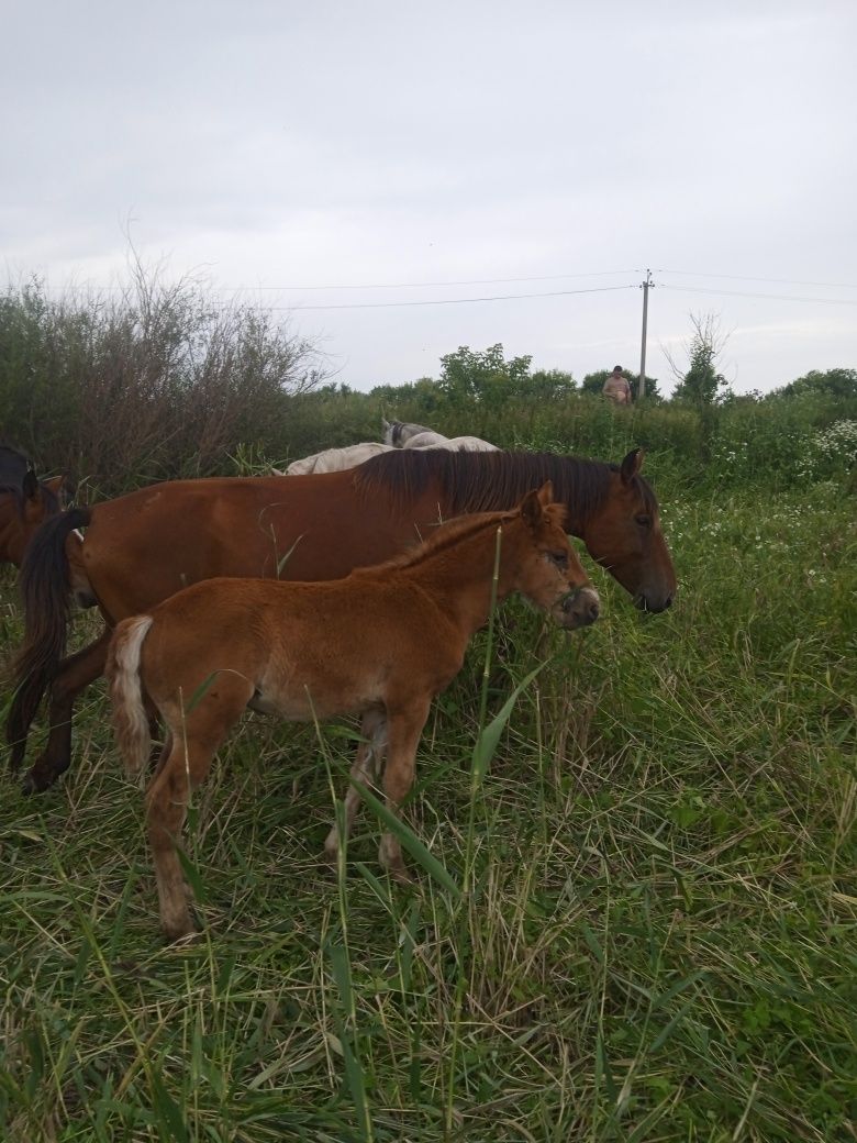 Продам кобылу с жеребенкам
