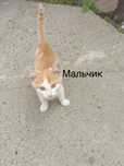 Котята ищут дом и заботливую семью