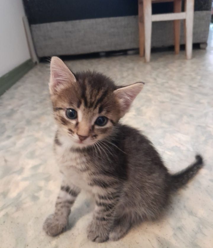 Отдаём котят в добрые руки