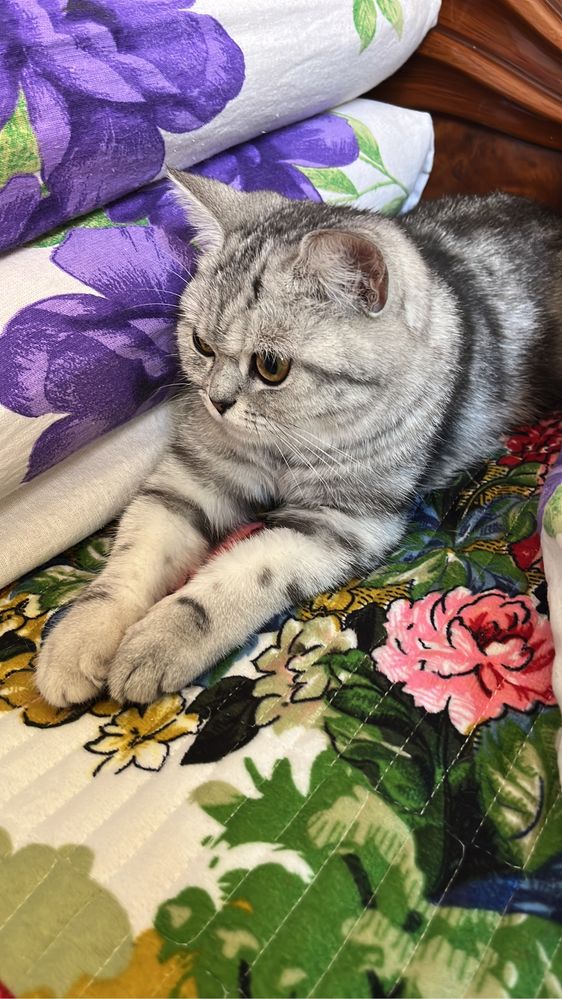 Шотландская кошка