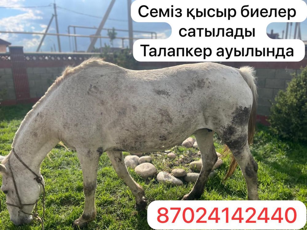 Семіз биелер