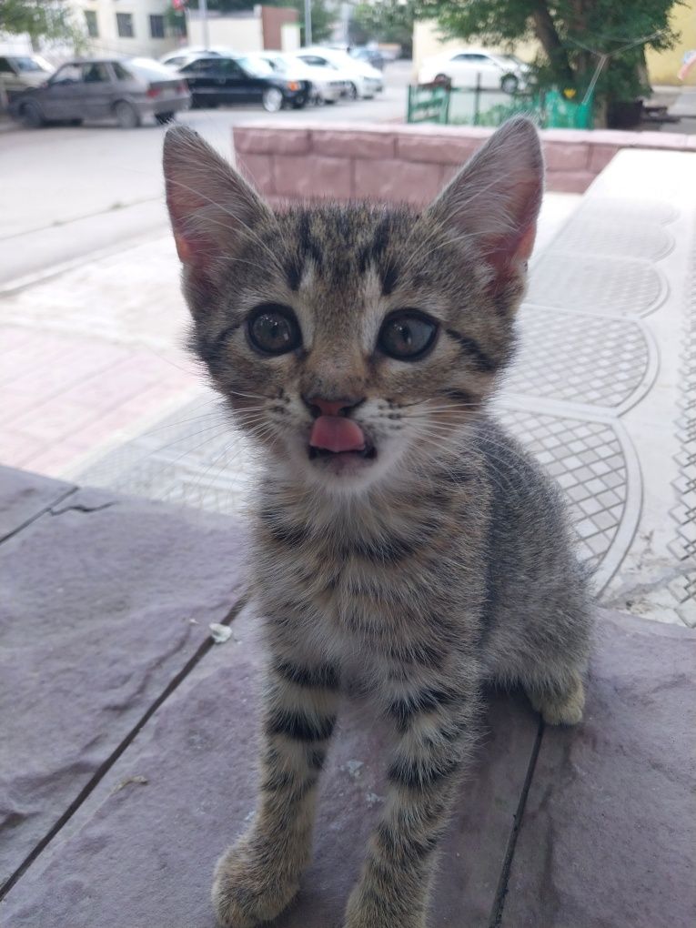 Кошечка девочка ,милашка в добрые руки ,друг и игрушка
