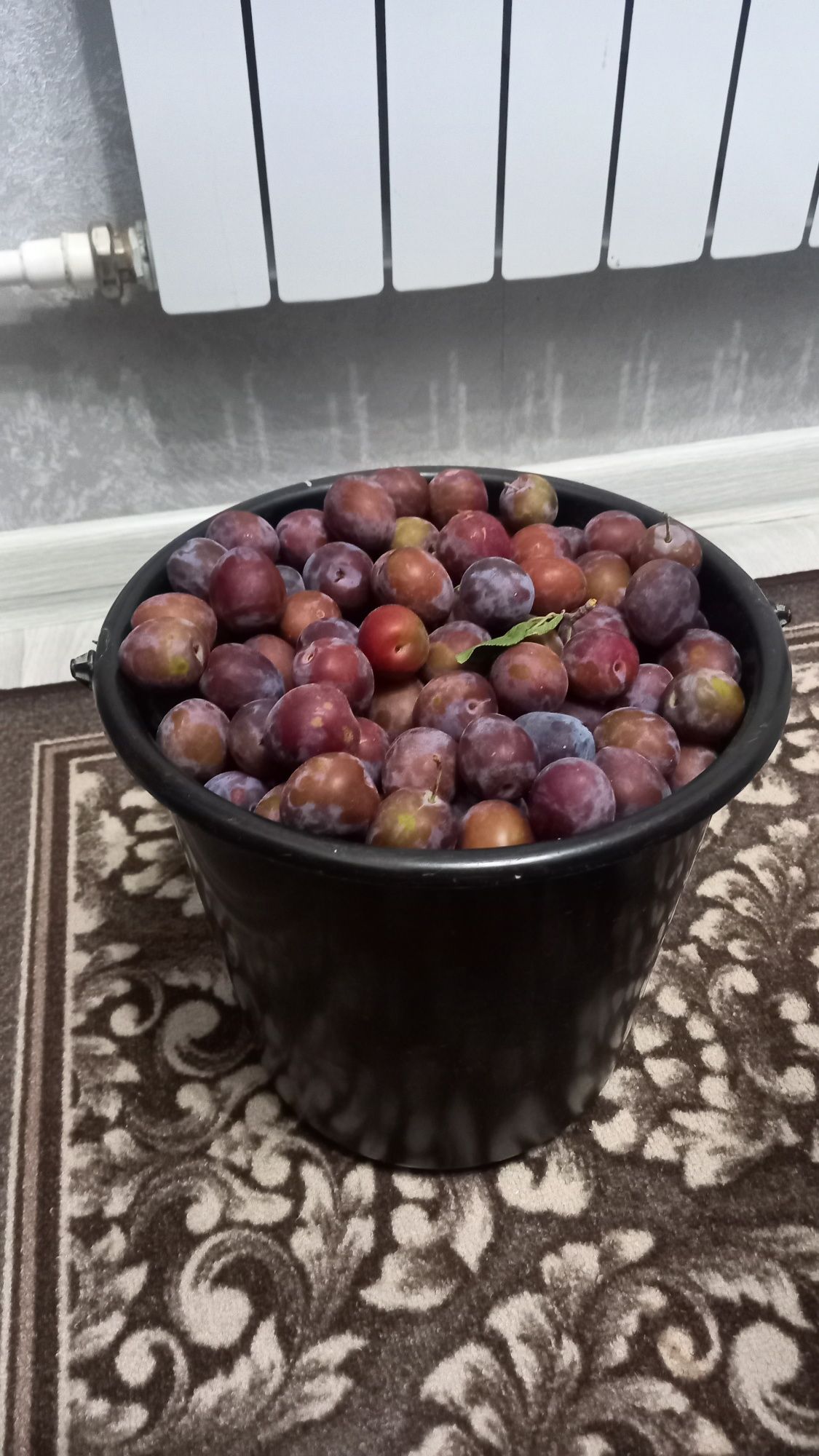 Продам сливу дачную