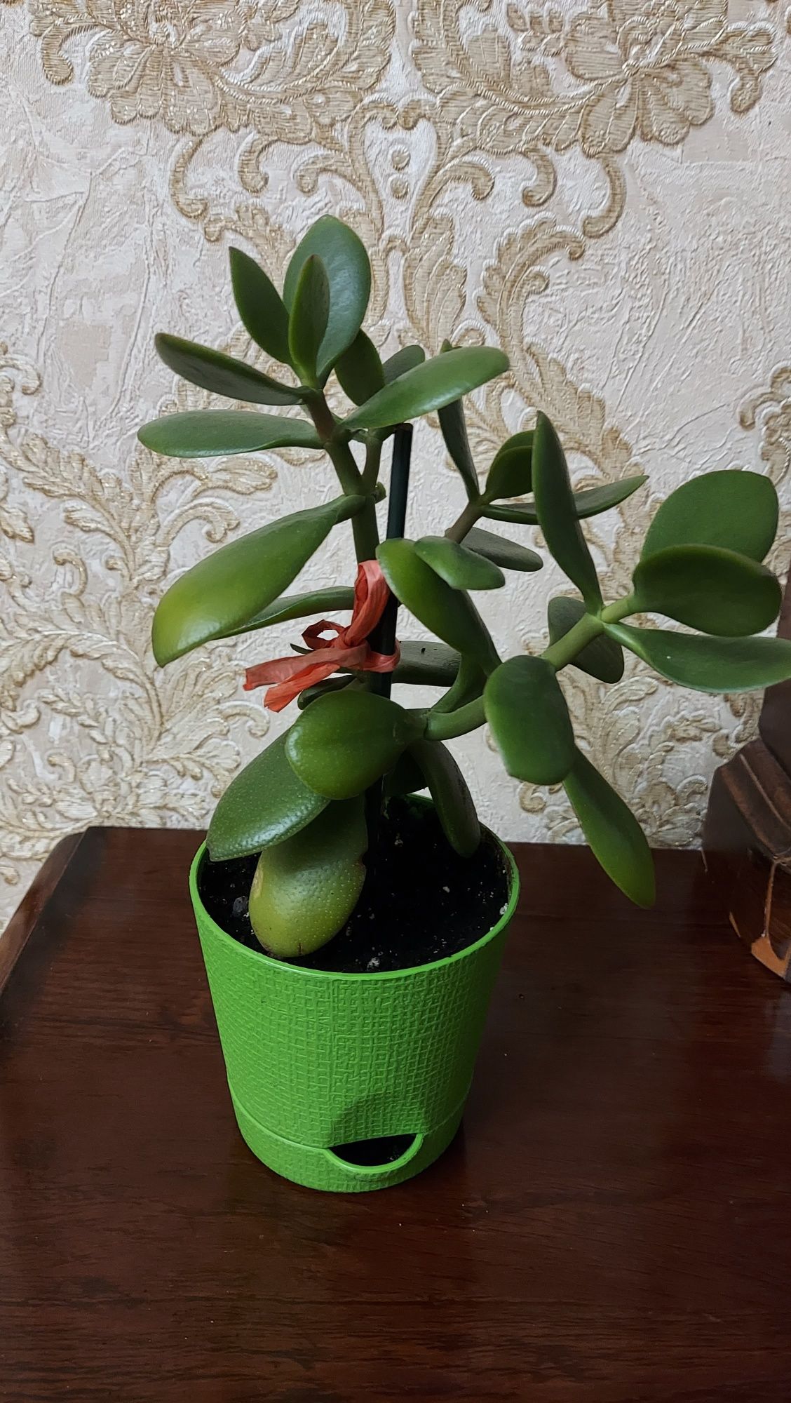 КРАССУЛА (денежное дерево). Продаю