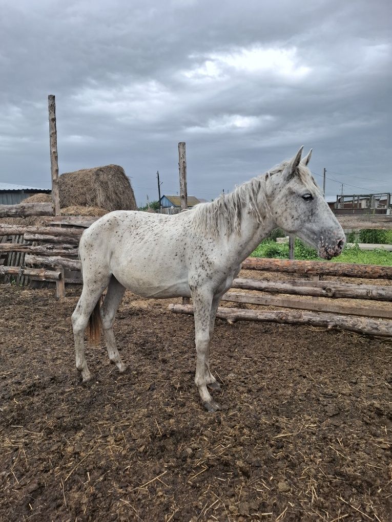 Кобылка один год и месяц