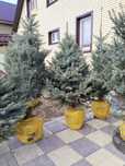 В продаже саженцы декоративные 5000