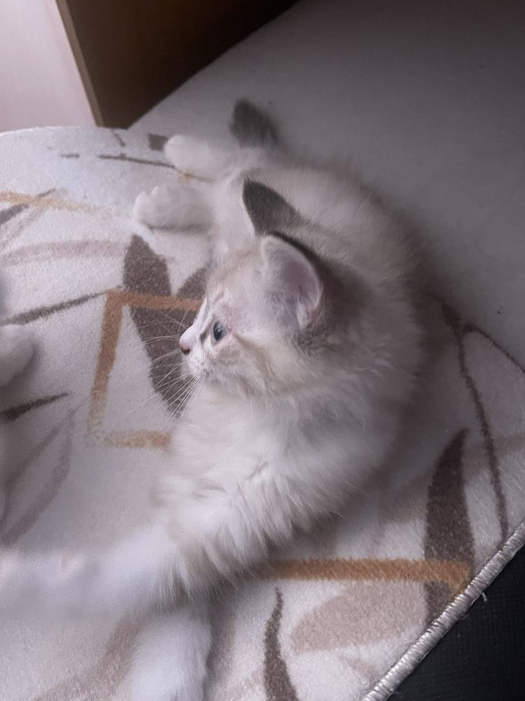 Кот 1 месячный, мальчик