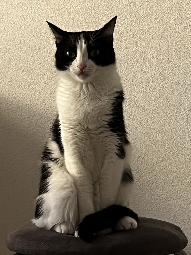 Кошка в хорошие руки