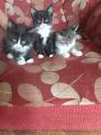 Отдам бесплатно котят