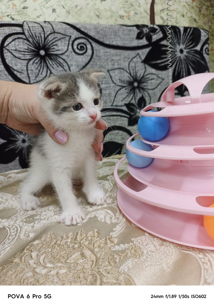 Отдам красивых котят!