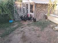 продам домашних курей