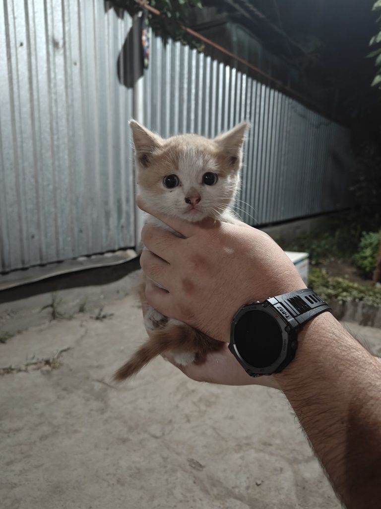 Бесплатно котята