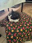 Отдам даром кошка