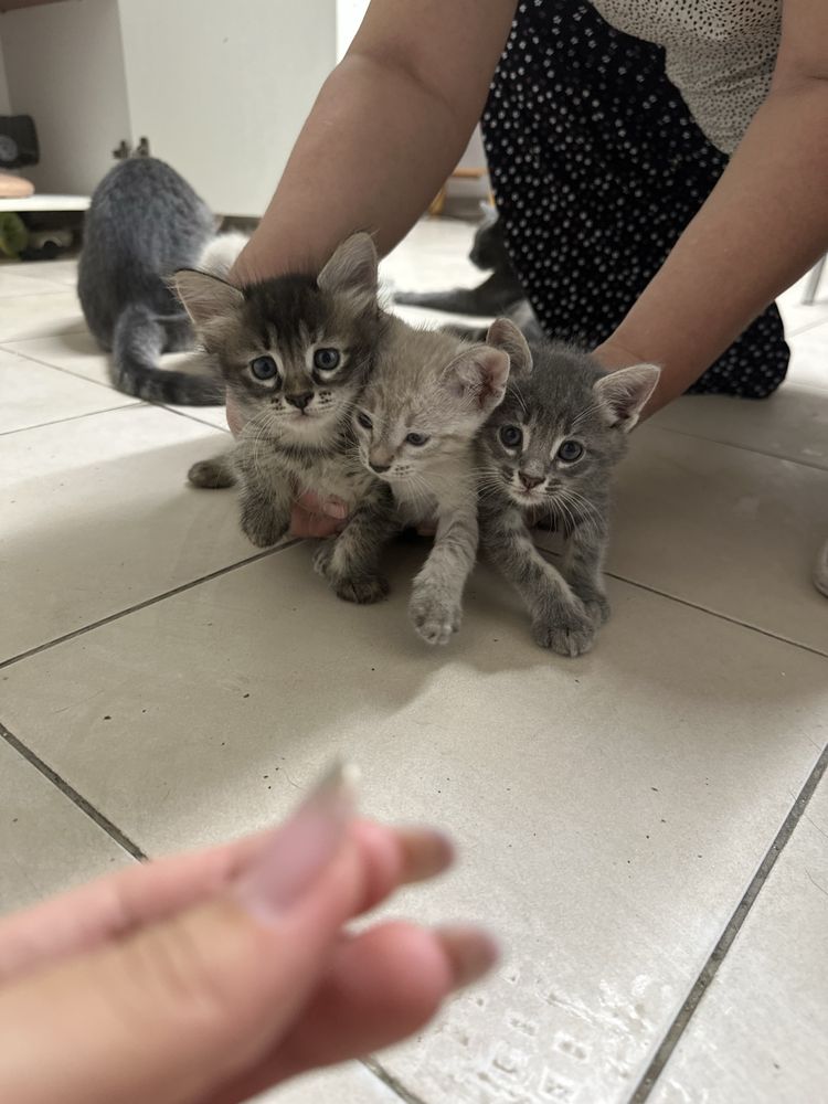 Отдаем милых котят в добрые руки