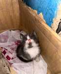 Отдам котят в хорошие руки