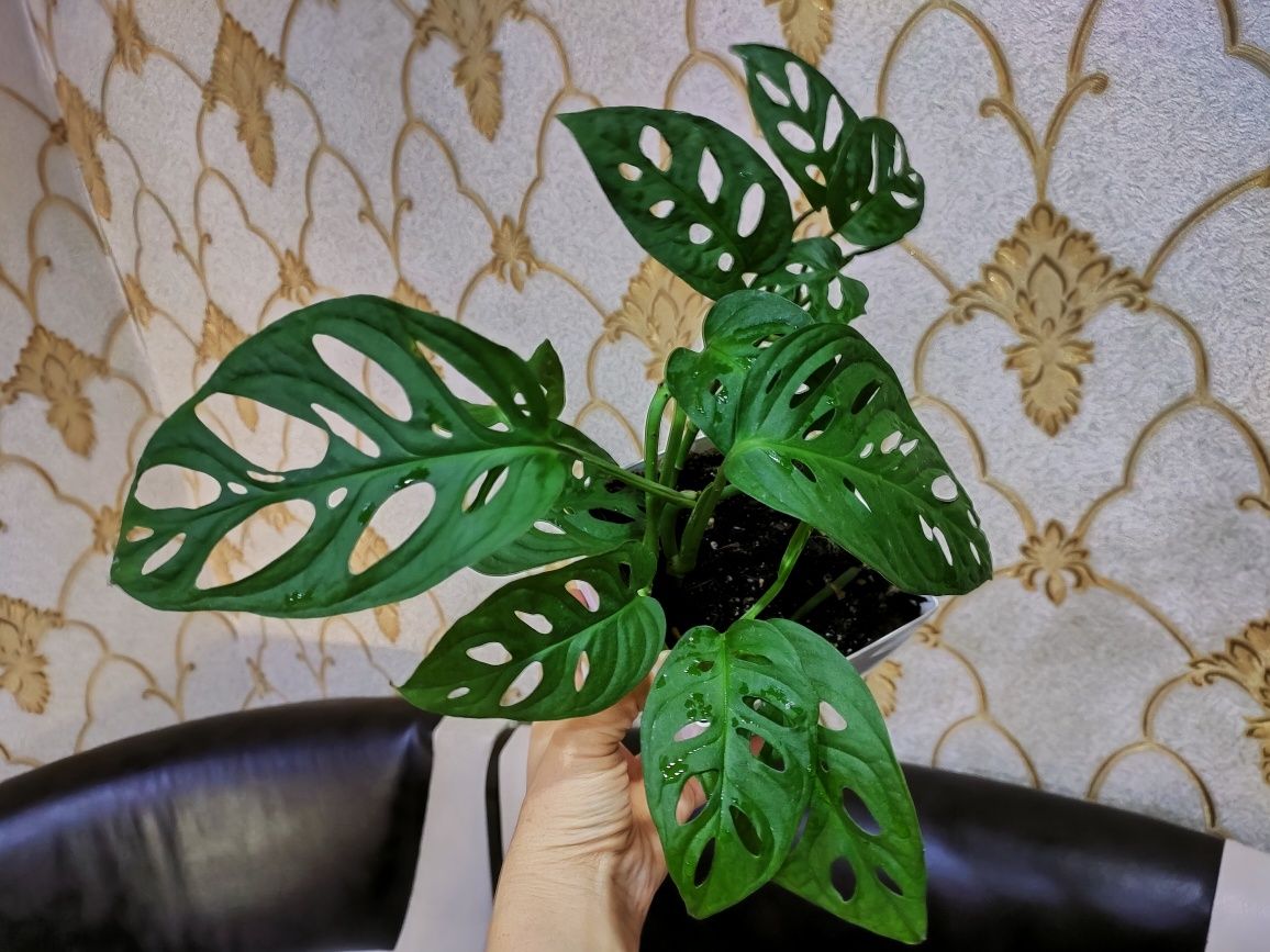 Комнатные растения. Доставка есть