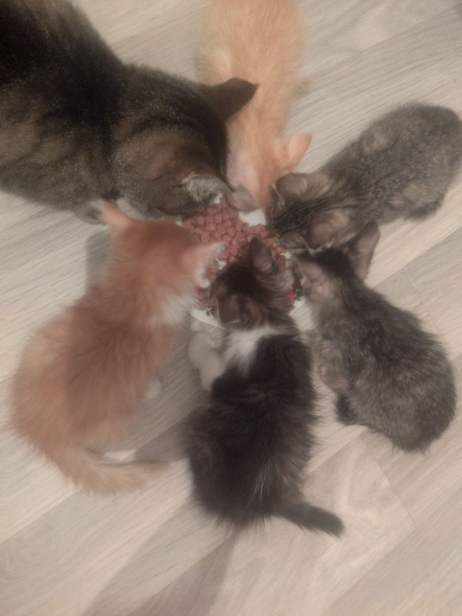 Отдам котят в любящие животных семьи.