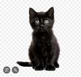 Черныш мальчик котенок