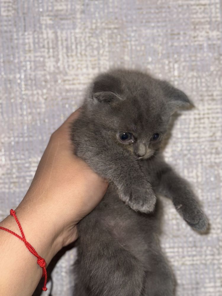 Котята Выислоухие