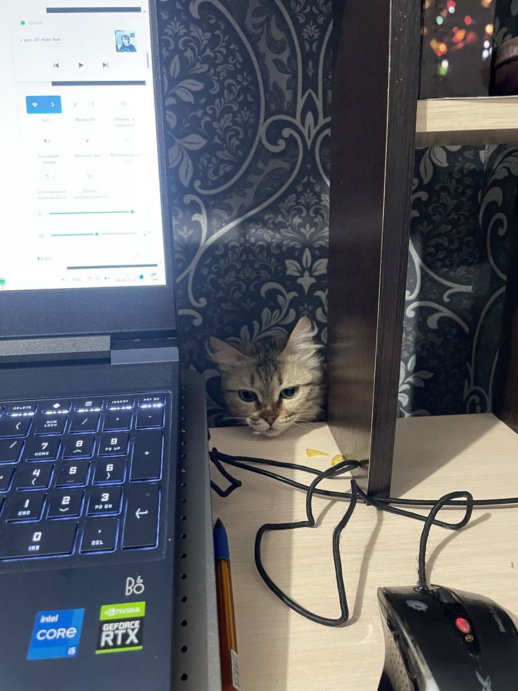 Кошка 3 года отдам
