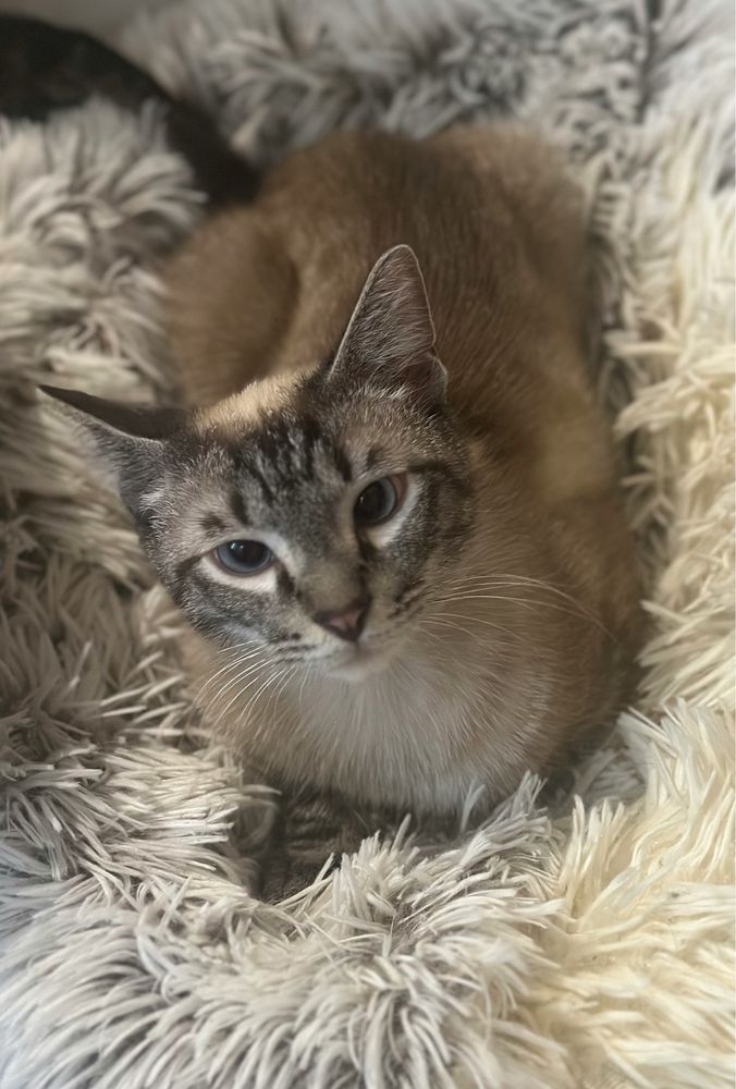 Тайский котик Барни, 10 месяцев
