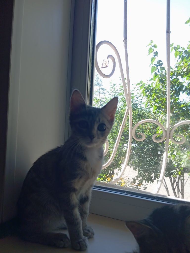 Котята , коты и кошки