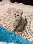 Кошка кошка кошка