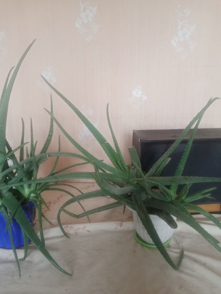 Продам домашний алоэ вера