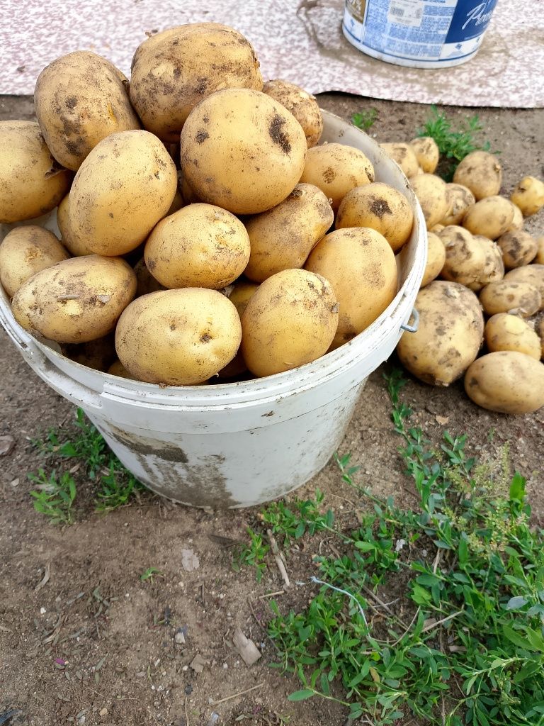 Продам домашний молодой картофель