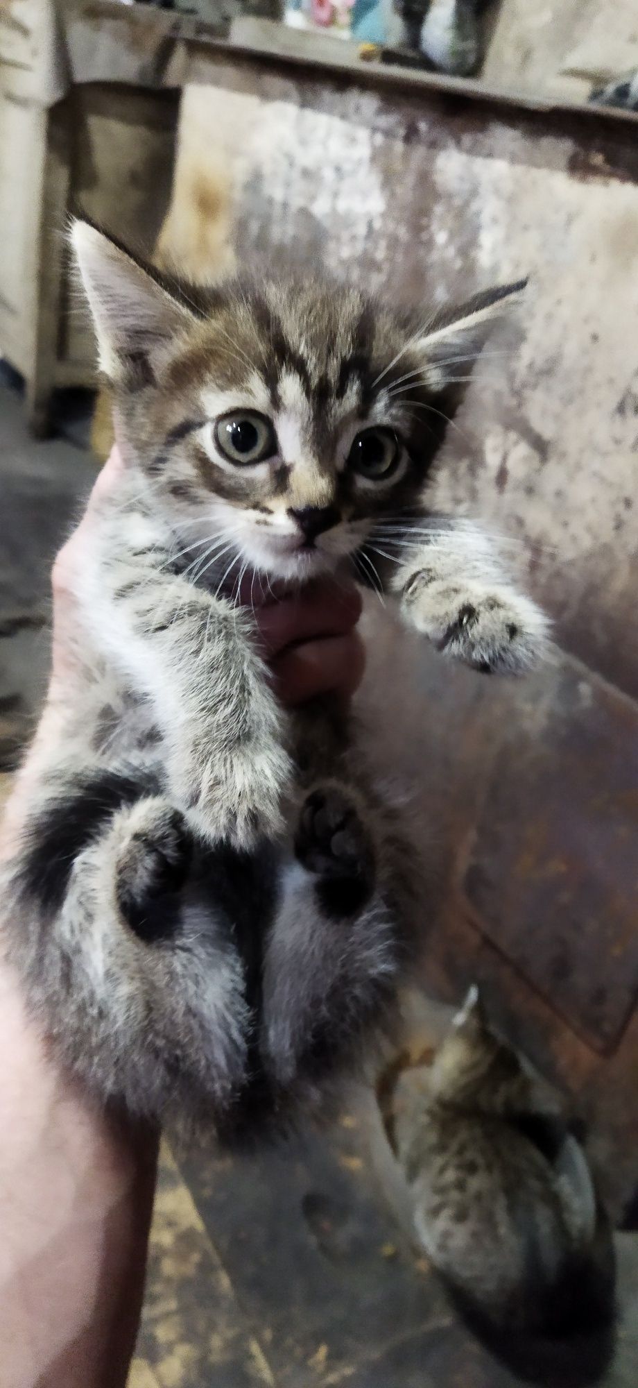 Классные котятки