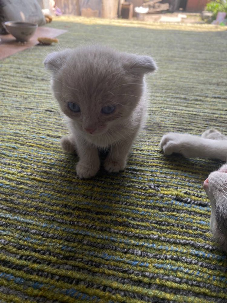 Котят в добрые руки