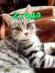 Отдам бесплатно кошечку и котенка  в хорошие руки.