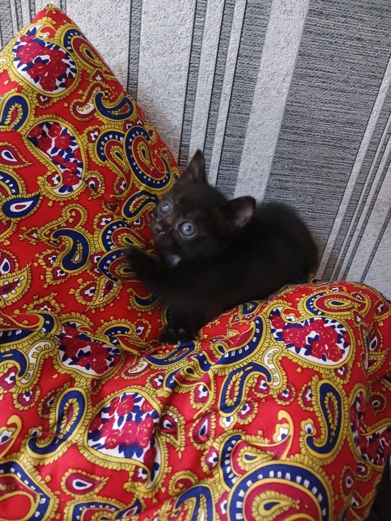Отдам милого котенка
