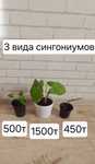 Продам сингониумы разные