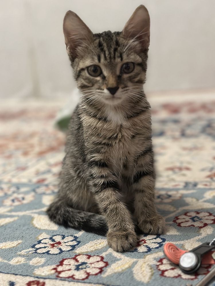 Кошка бесплатно отдам